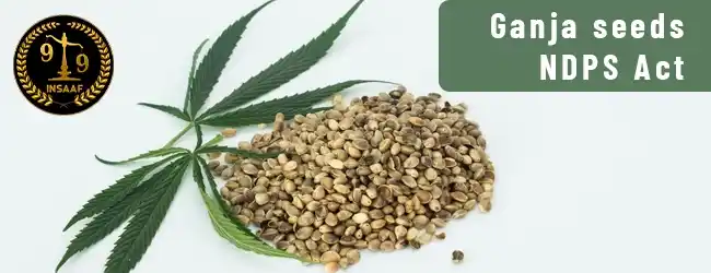 Ganja seeds are not a banned contraband under the NDPS Act.